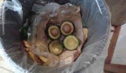 unripened avocado 1