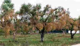 arostes-elies